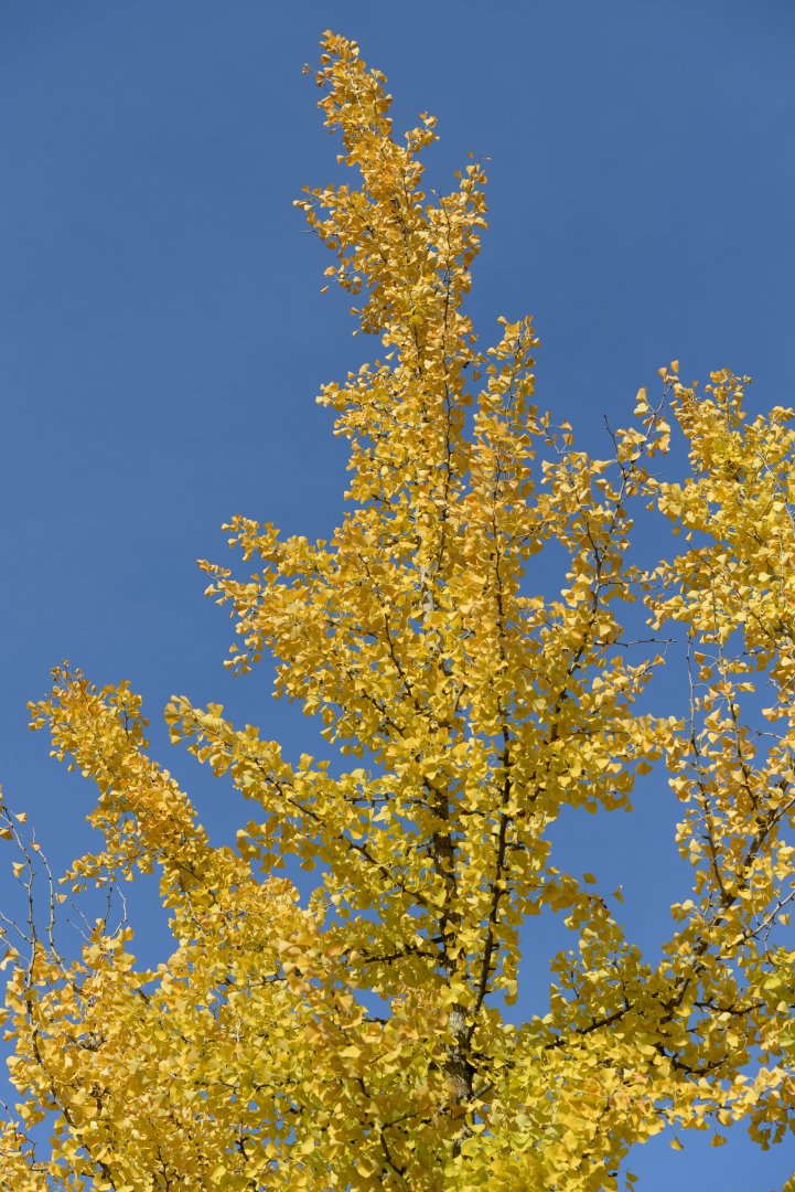 Ginkobiloba.JPG