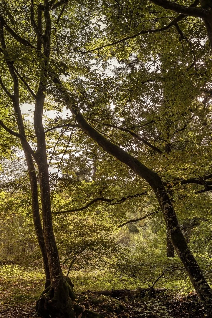 Sous-bois-05.jpg