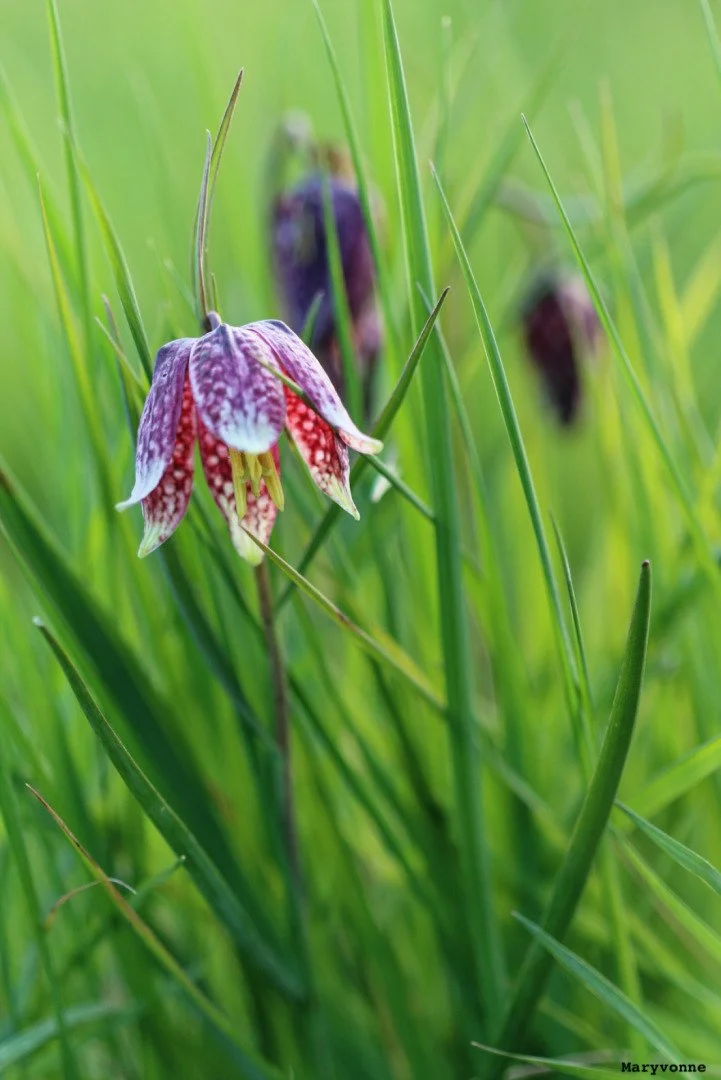 Fritillaires_avril_2021_45.jpg