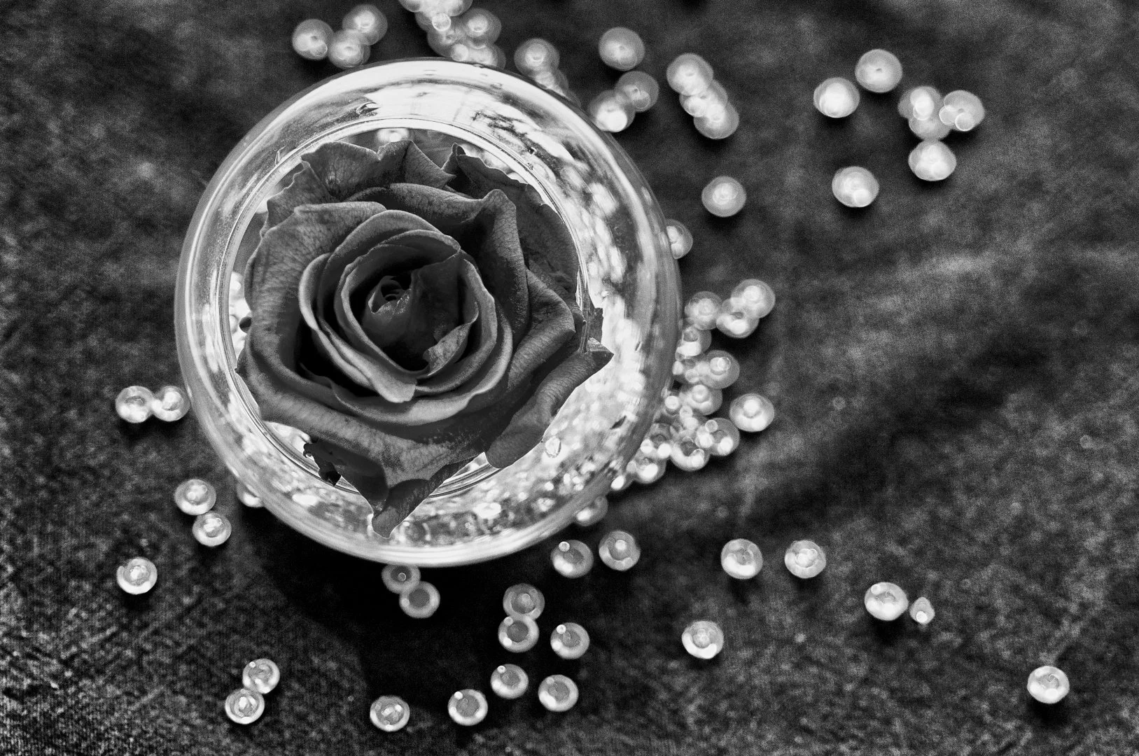 rose-dhiver.jpg