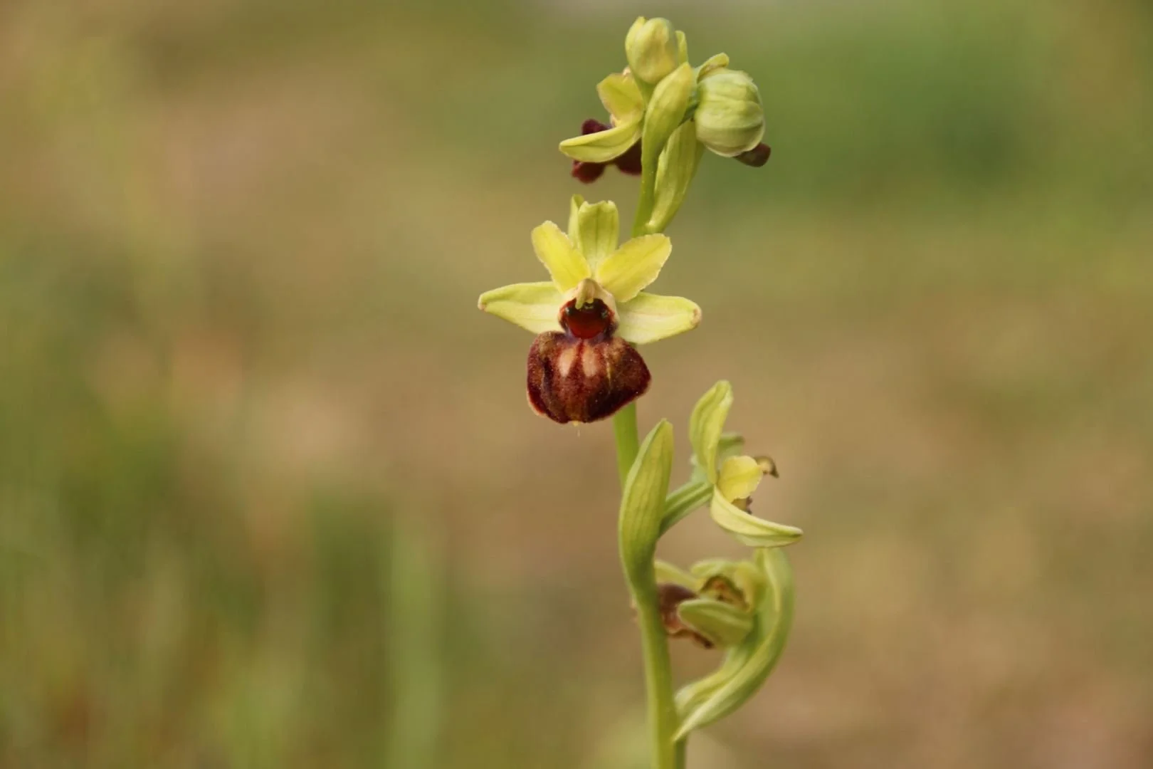 Ophrys-petite-araignee_1.jpg