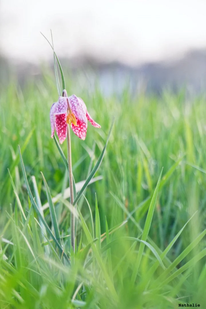 Fritillaires_avril_2021_39.jpg