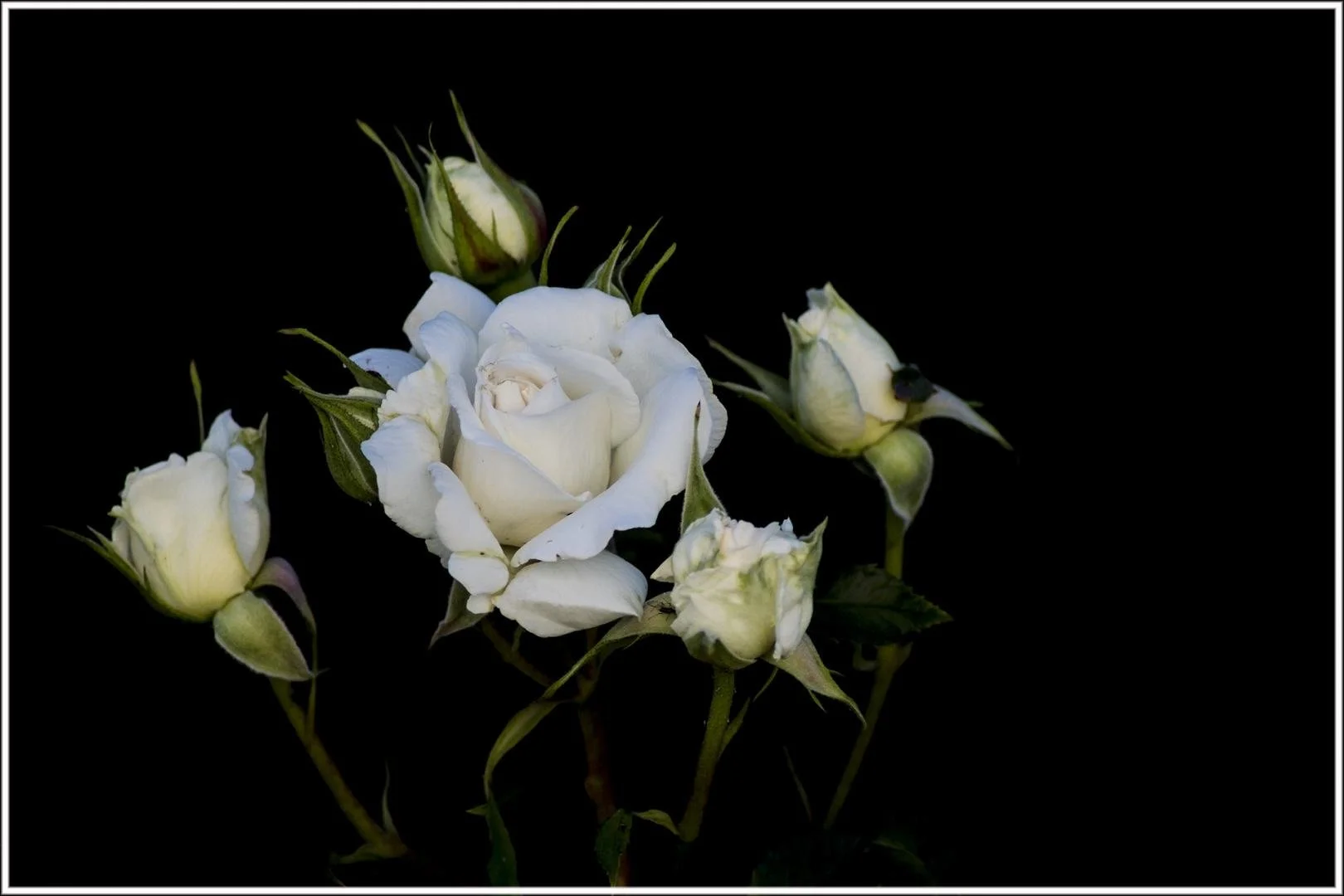 Roses-7.jpg