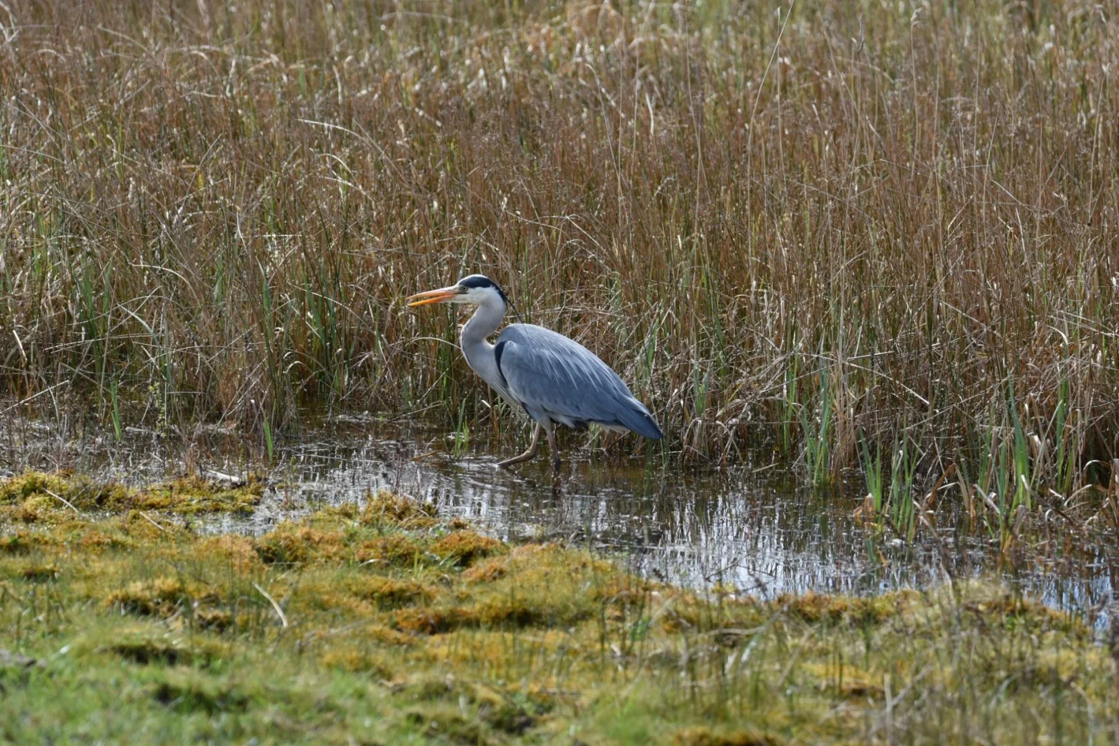 DSC_1231.jpg