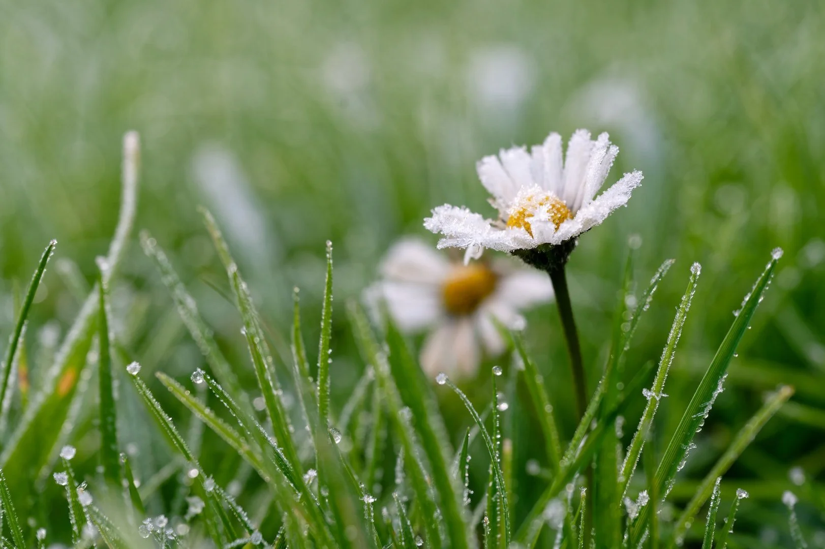 Paquerette_Sous_Givre.jpg