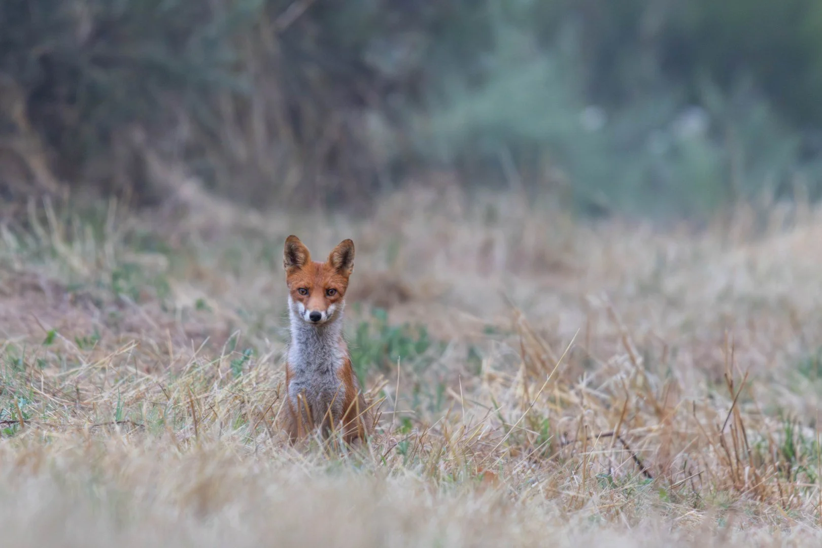 Renard.jpg