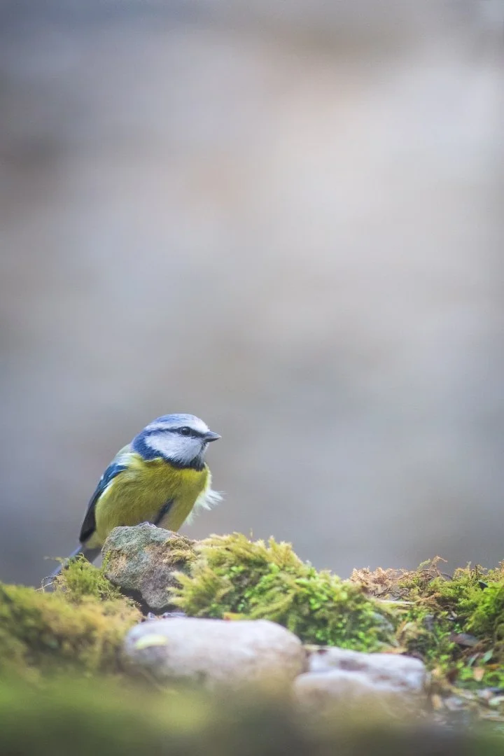 Mésange-bleue.jpg
