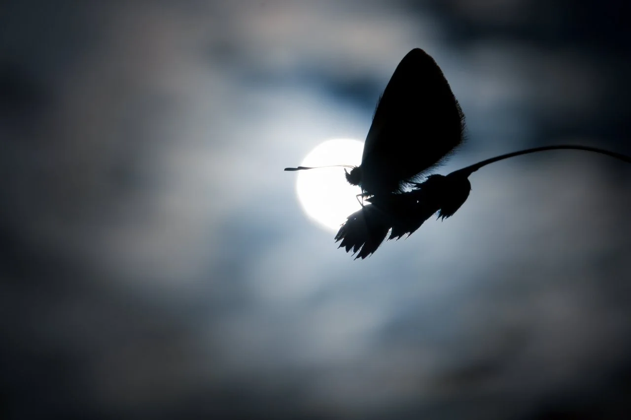 1-azure-contre-jour.jpg