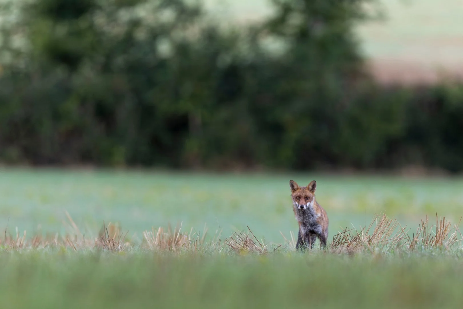 RG_0924_Renard.jpg