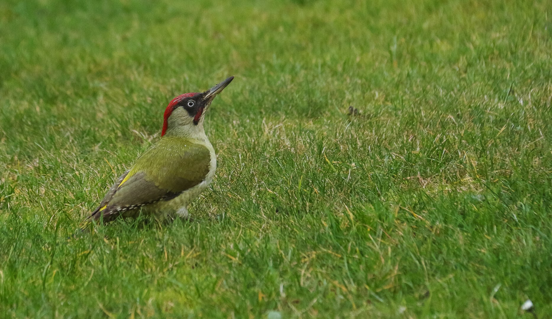 En-visite-dans-le-jardin.jpg