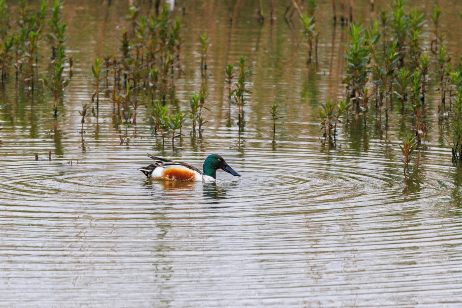 2-LD-0524-Canard-souchet.jpg