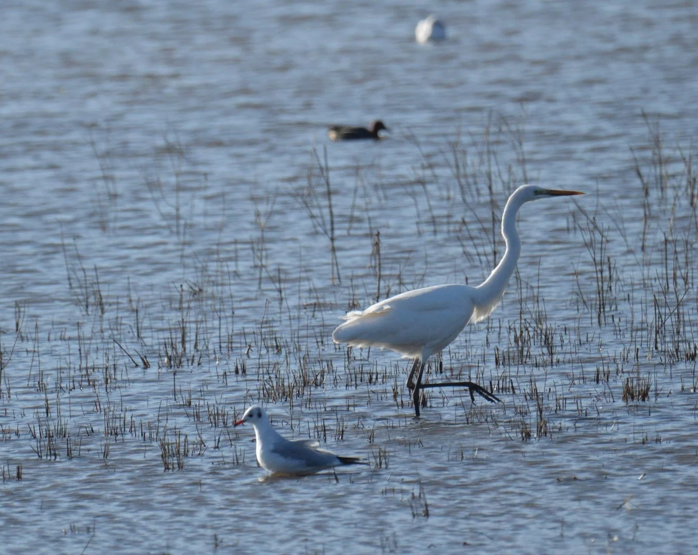 Rencontre-sur-le-lac.jpg