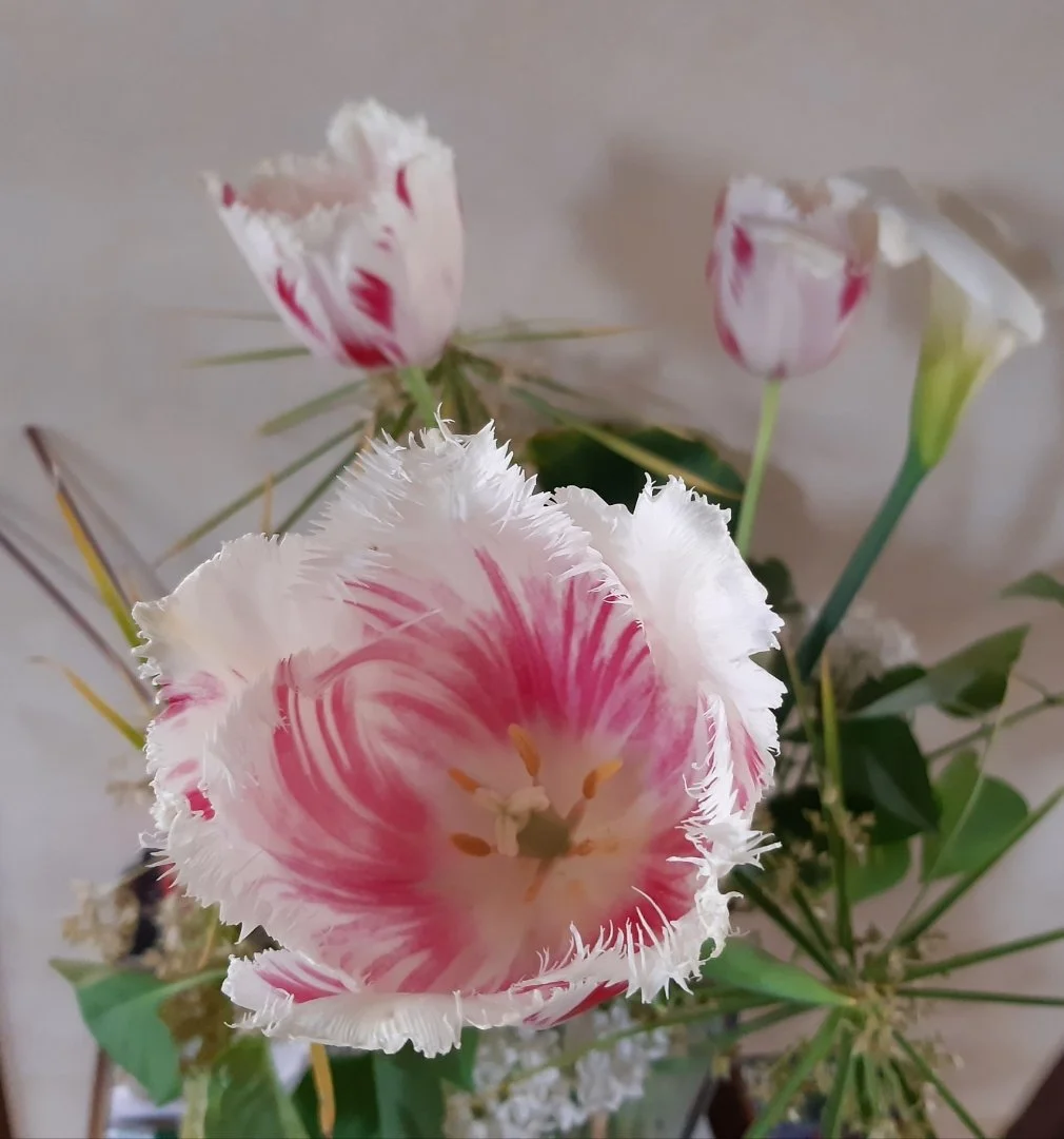 Coeur-de-tulipe.jpg