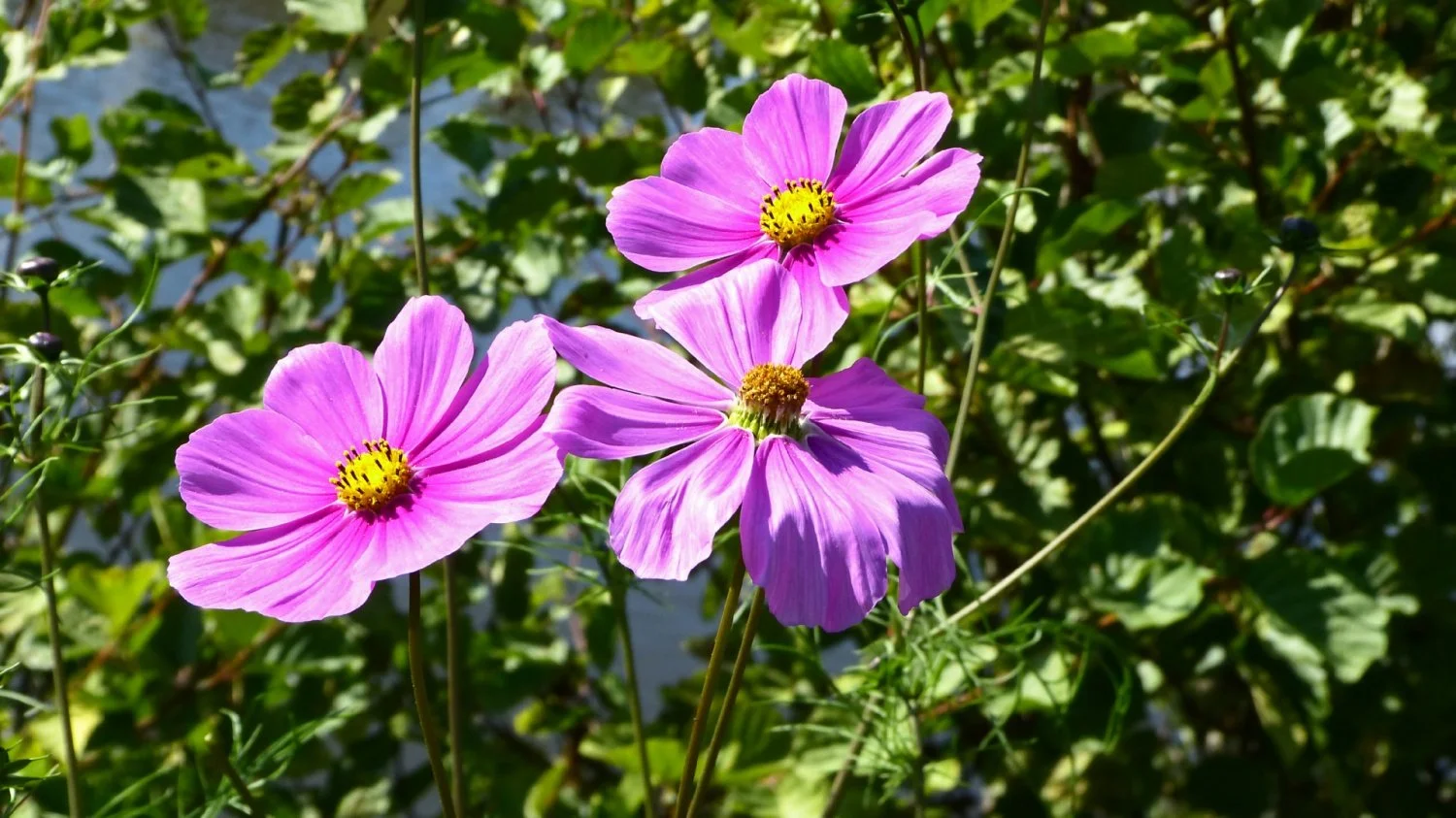Fleurs-du-halage_li.jpg