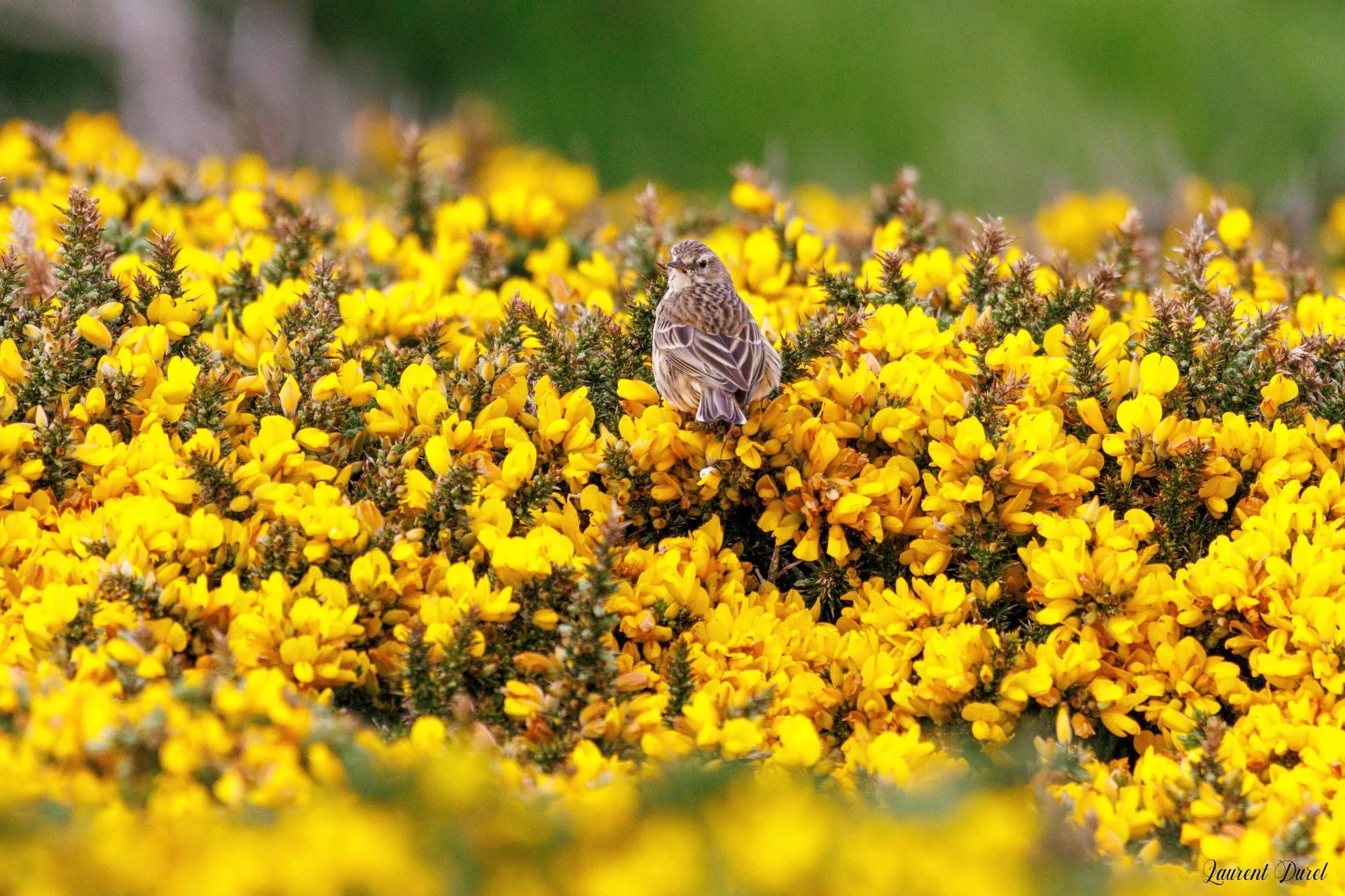 05-26-LD-Pipit Farlouse-2.jpg