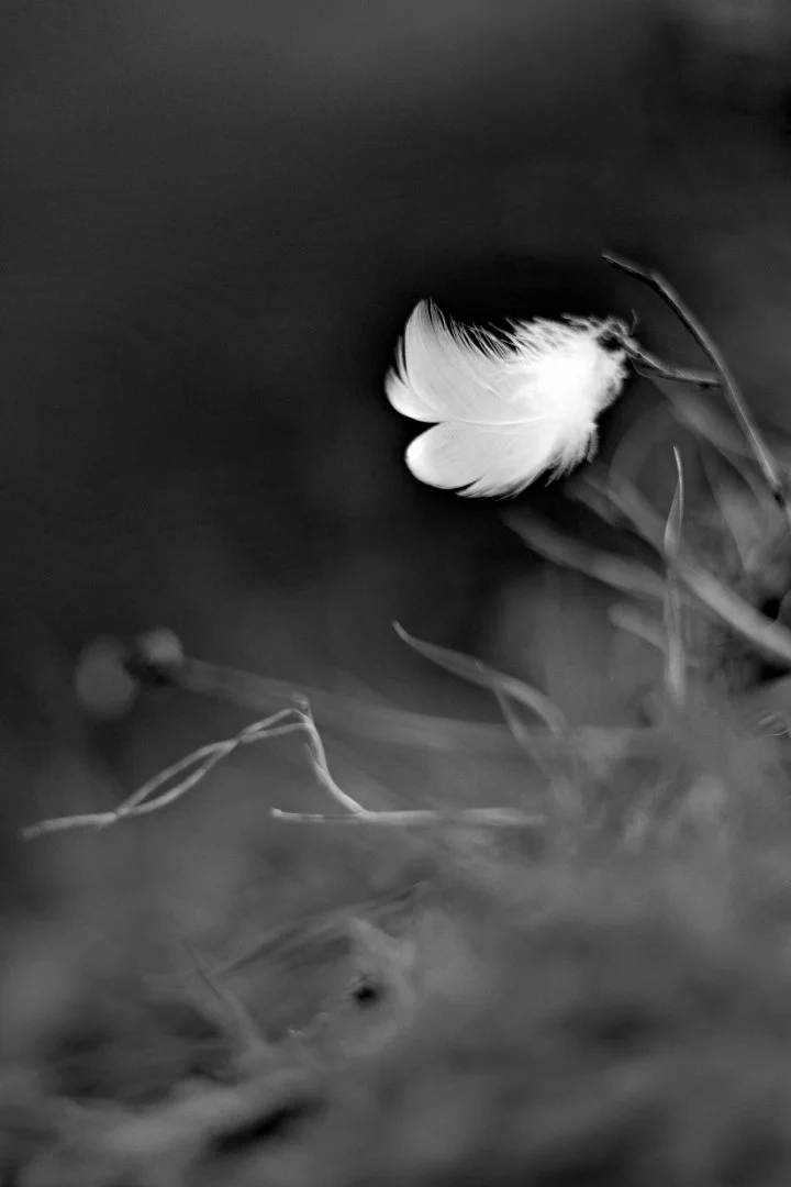 Plume-abandonnée-au-vent.jpg