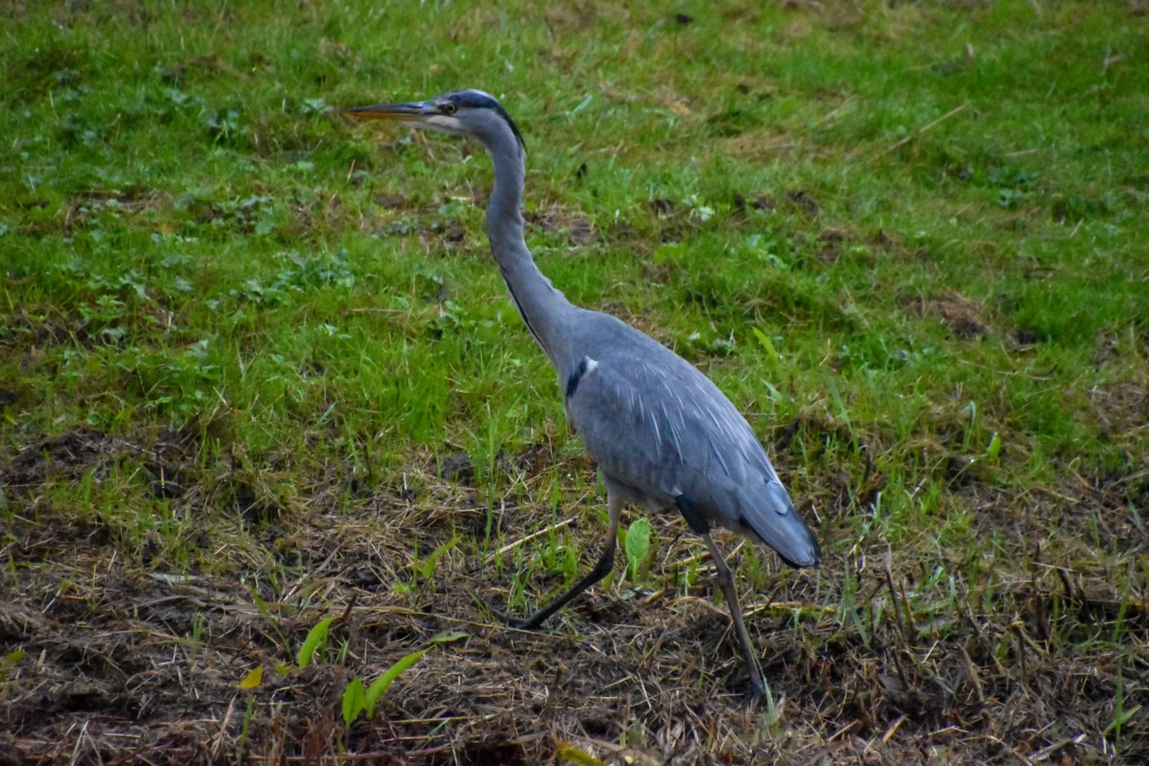DSC_0017.jpg