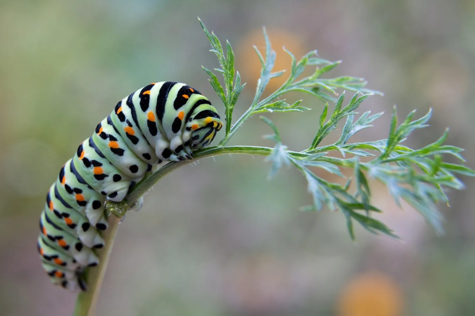 PF-0923-chenille-Machaon.jpg