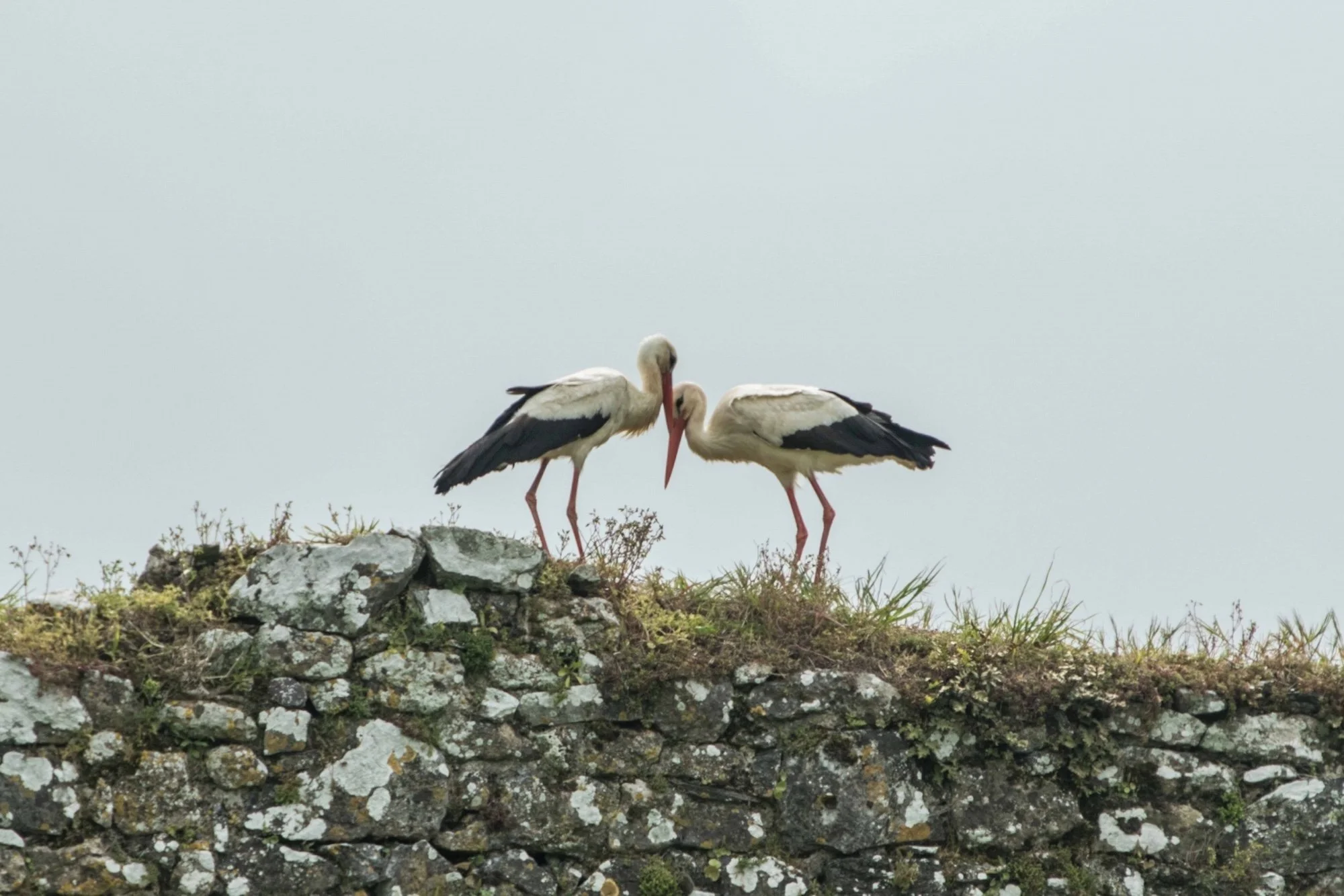 Cigognes au chateau de la rivière