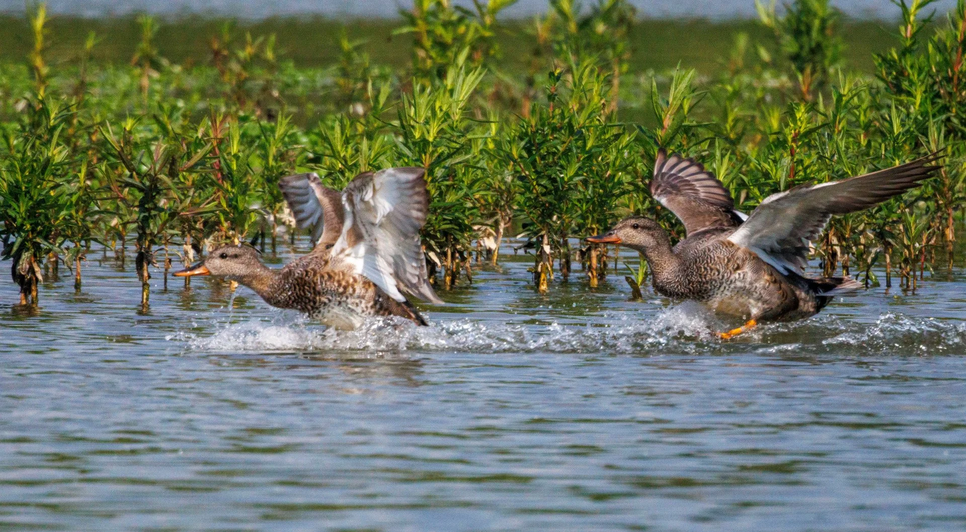 CB-0524-Canards_1.jpg
