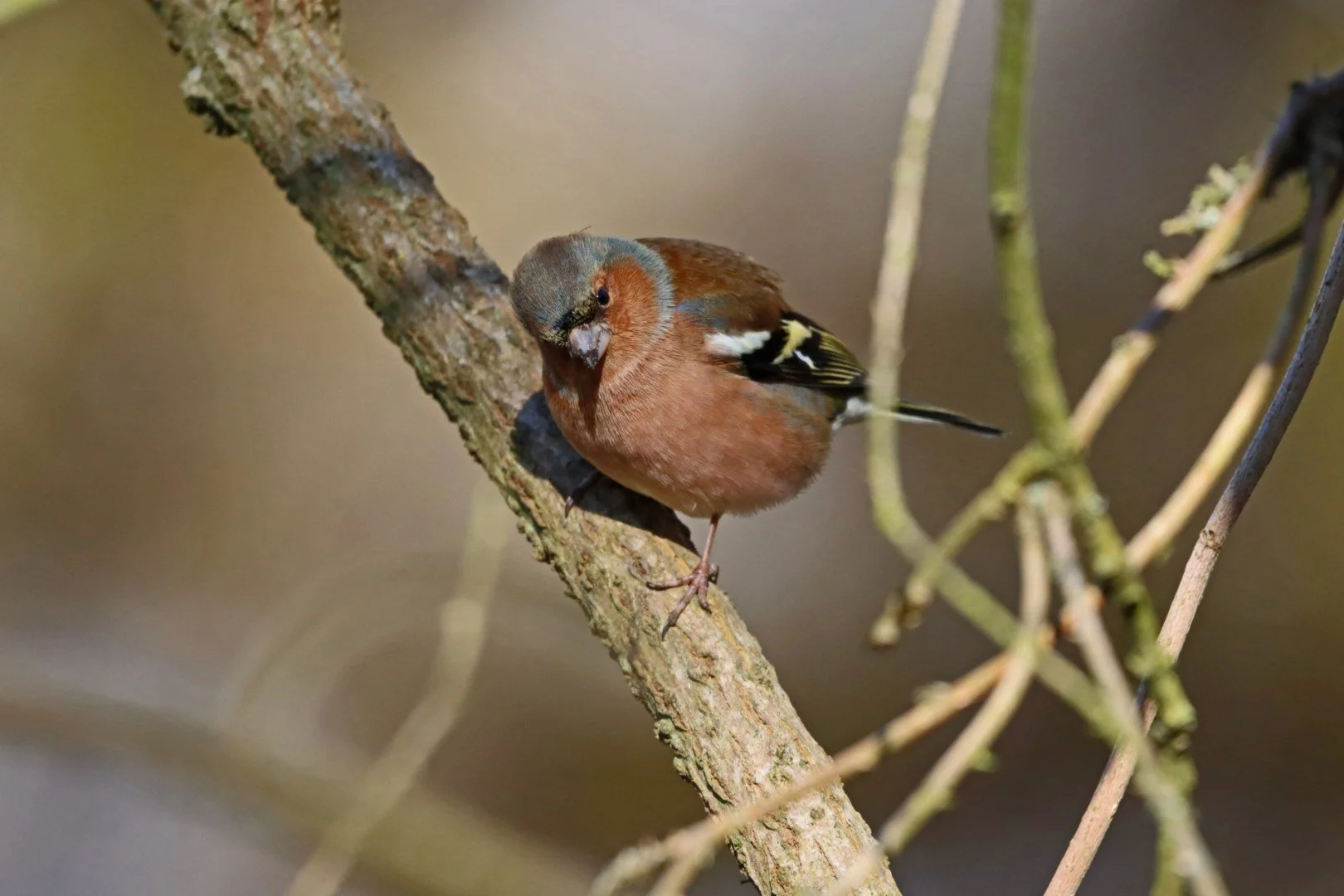 LD-4-03-22-1250iso-1000eme-6.3-600mm-pinson_1.jpg