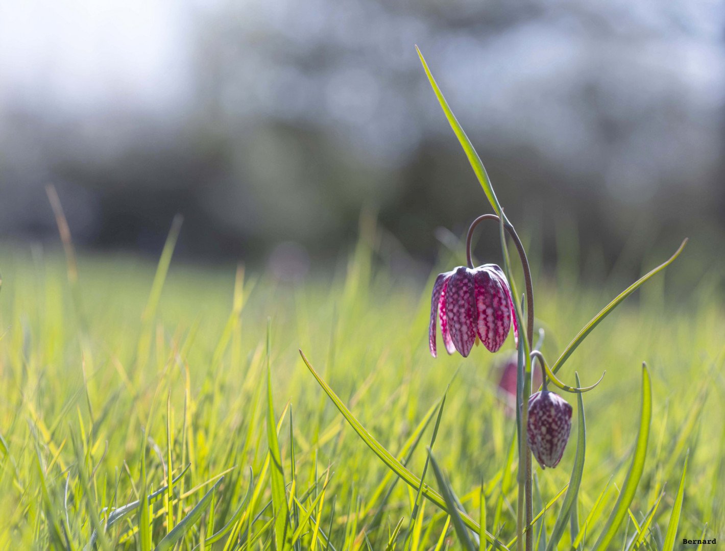 Fritillaires_avril_2021_07.jpg