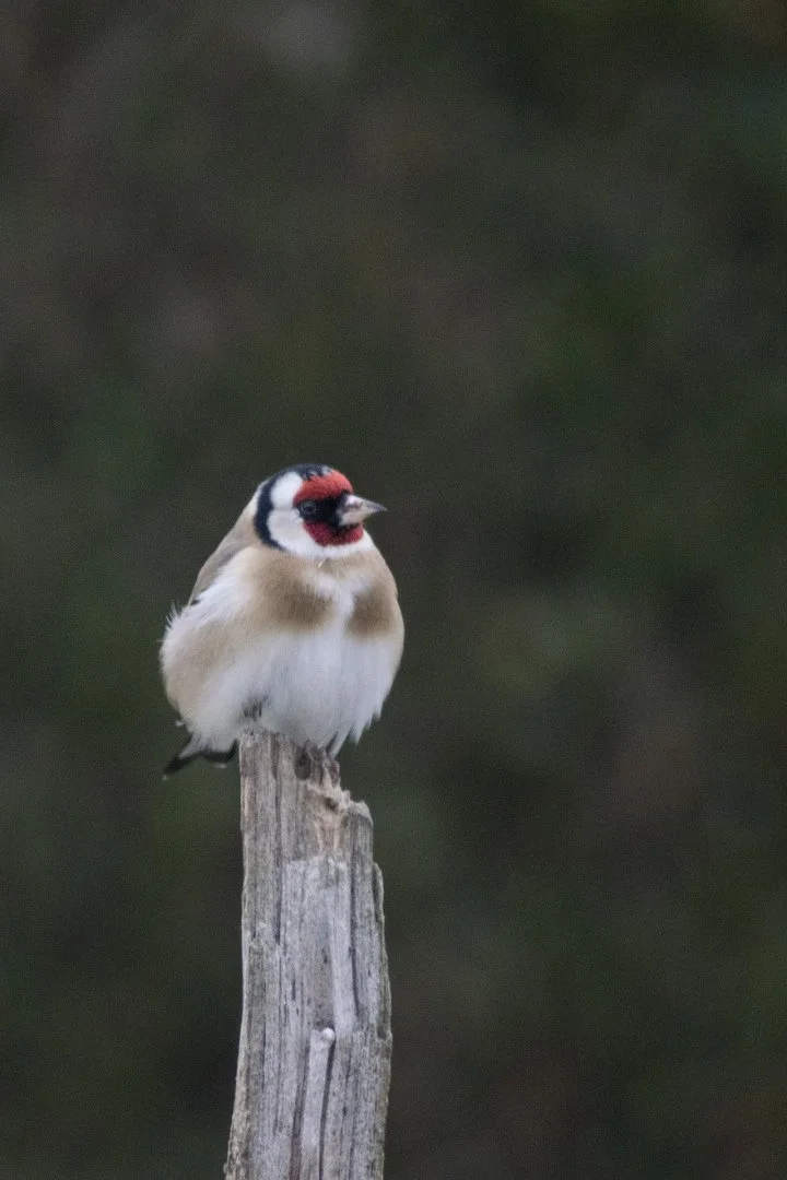 P-D-01-22-13-1.500-F-5.6-300mm-160-iso.jpg