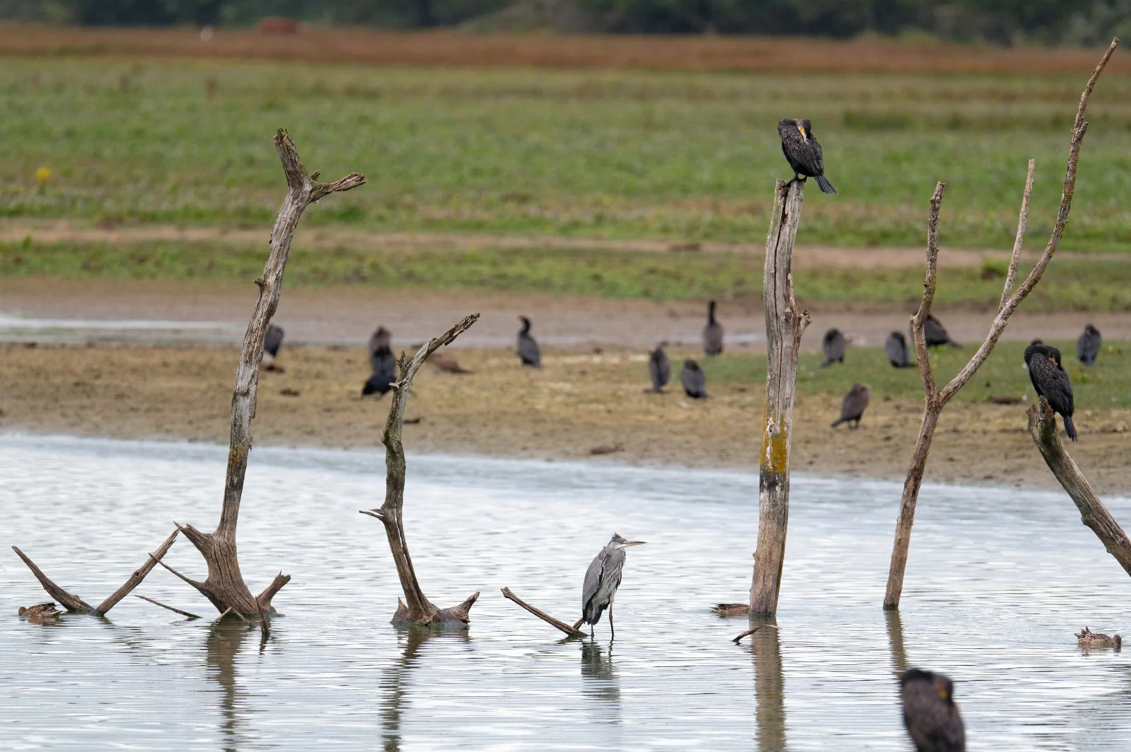 Cormorans_Et_Heron.jpg