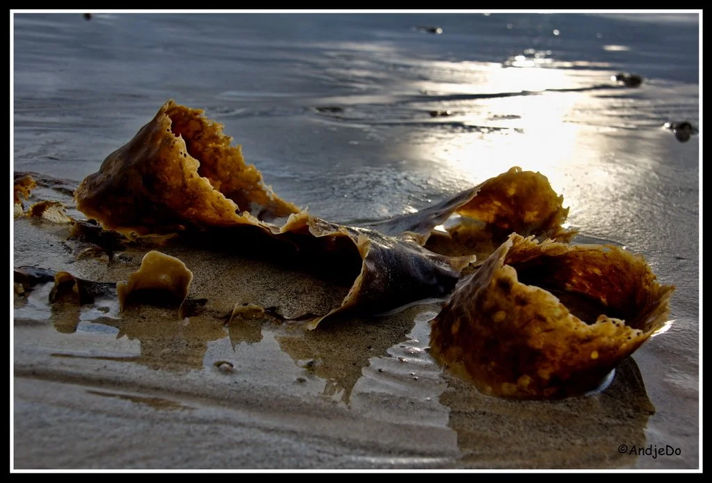 12ParamePlage.jpg