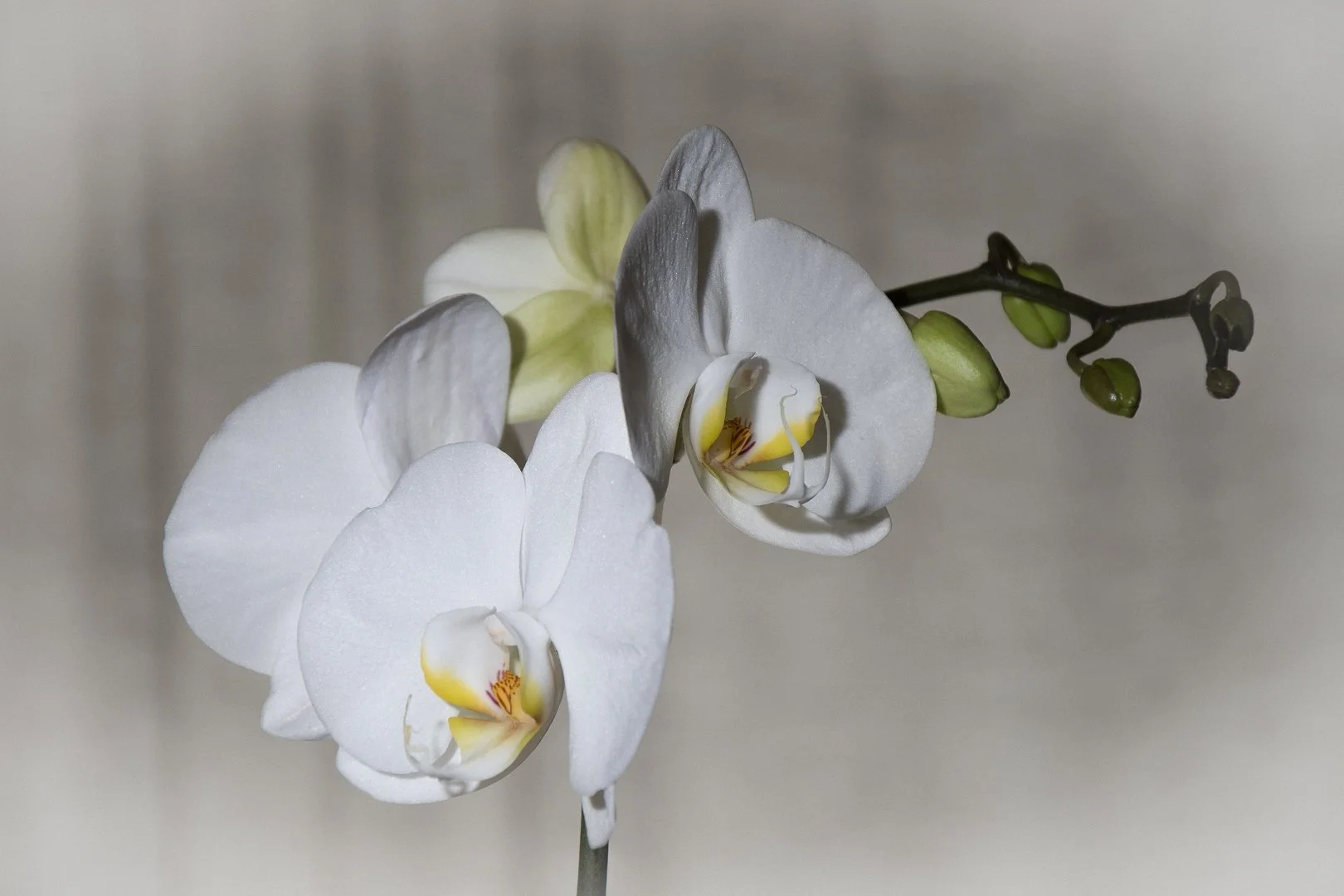 Fleurs.jpg
