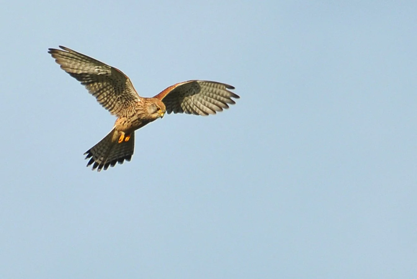Faucon-en-chasse.jpg