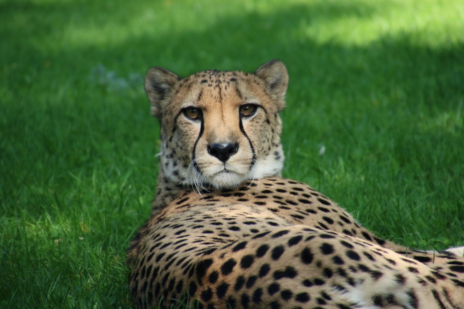 Guépard.jpg