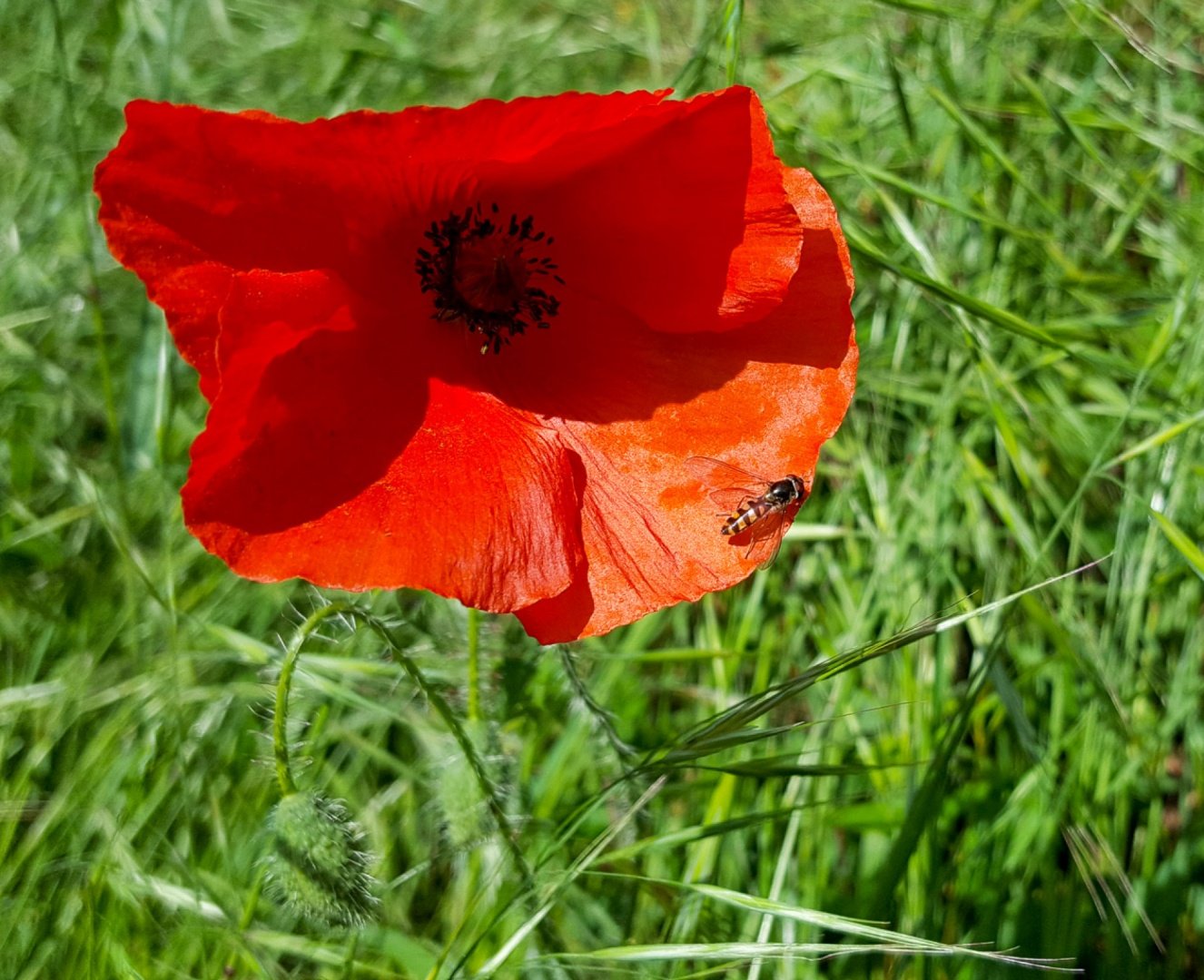 Un-ptit-coquelicot.jpg