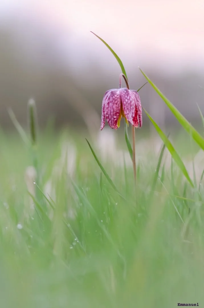Fritillaires_avril_2021_22.jpg