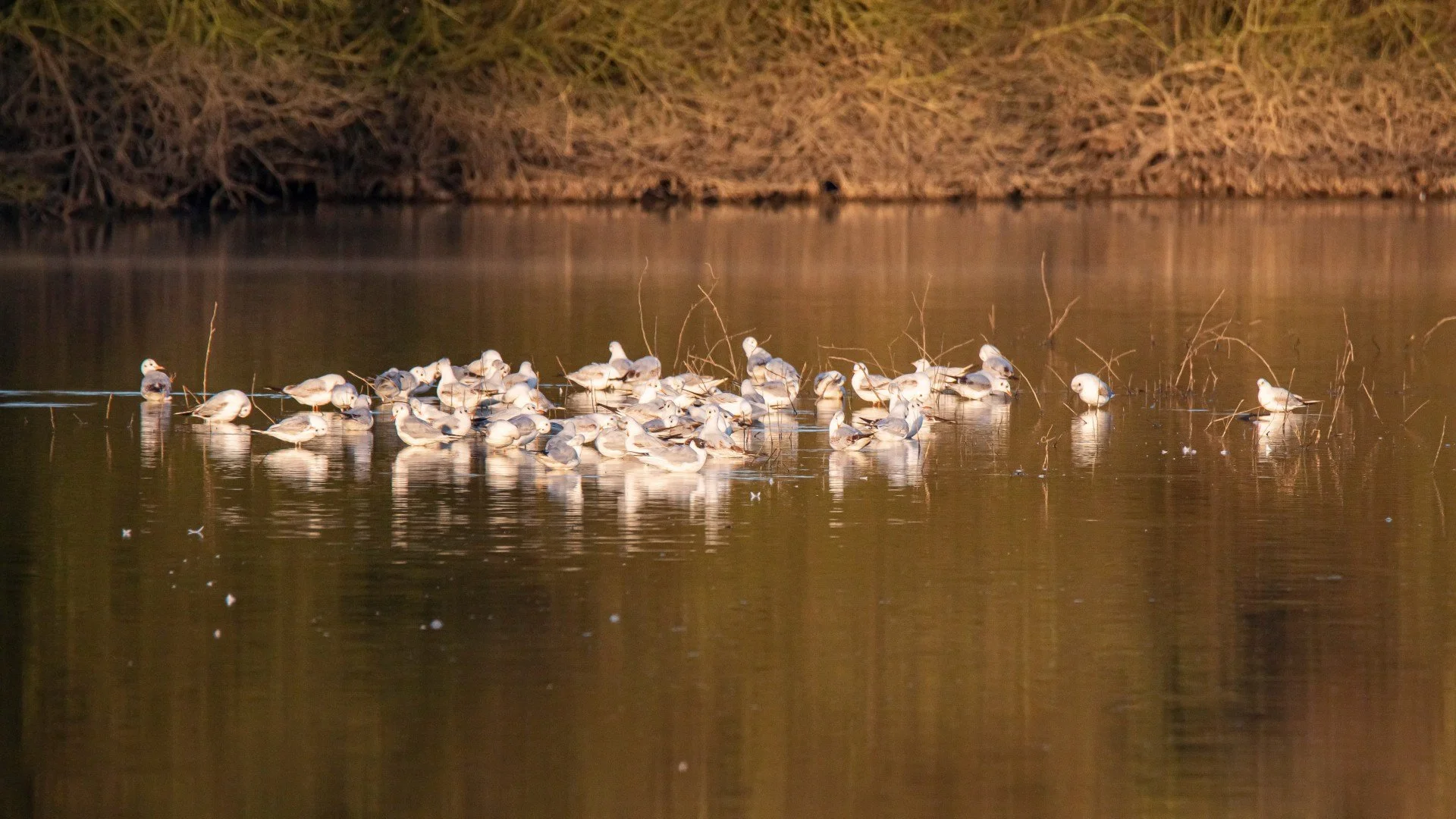 P-D-03-25-7-Mouettes.jpg