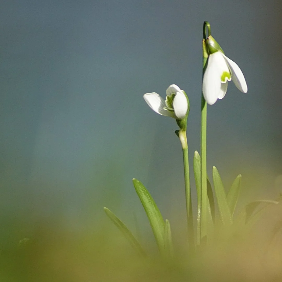 Perce-neige.jpg