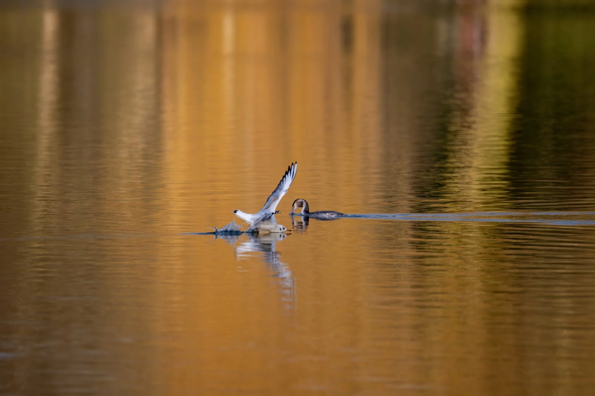01-26-HM-Mouette rieuse-Grèbe huppé Mod 600mm S- Vit2500s- f6.3- ISO1100 -Changé-DSC_7483.JPG