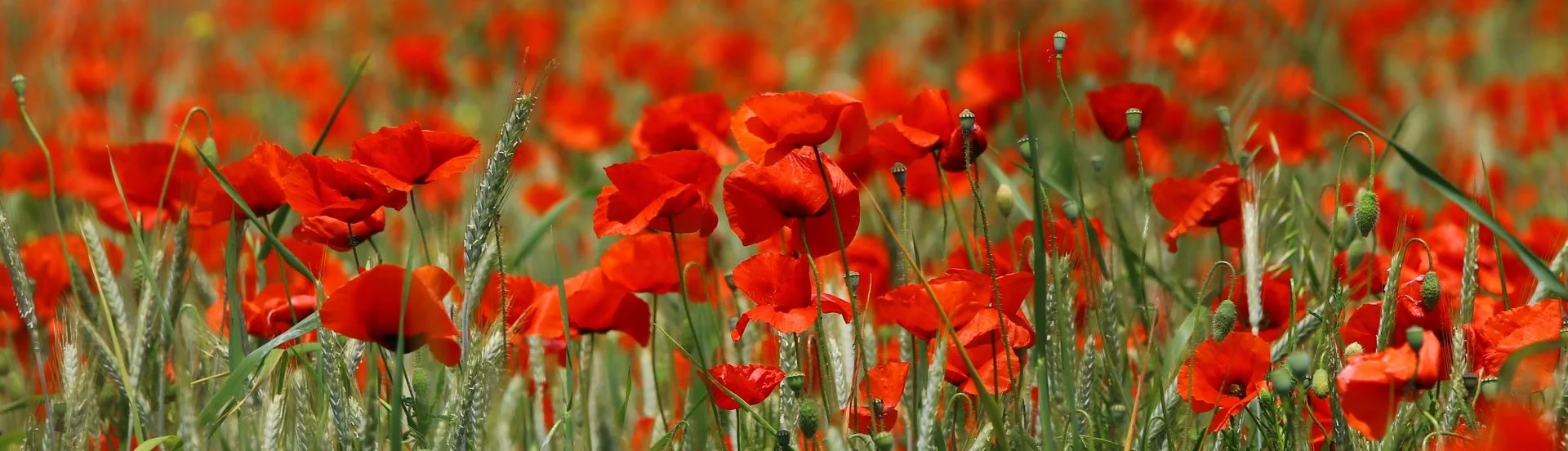 Paysage-coquelicots.JPG