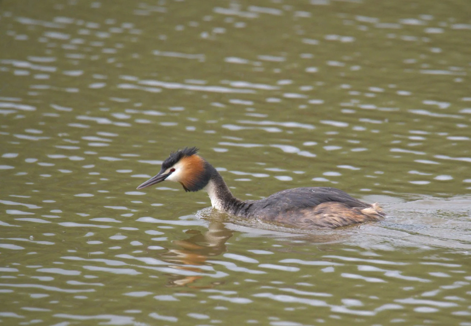 Grebe_Huppe_01_F8_Iso_4000_1-1600sec_600mm.jpg