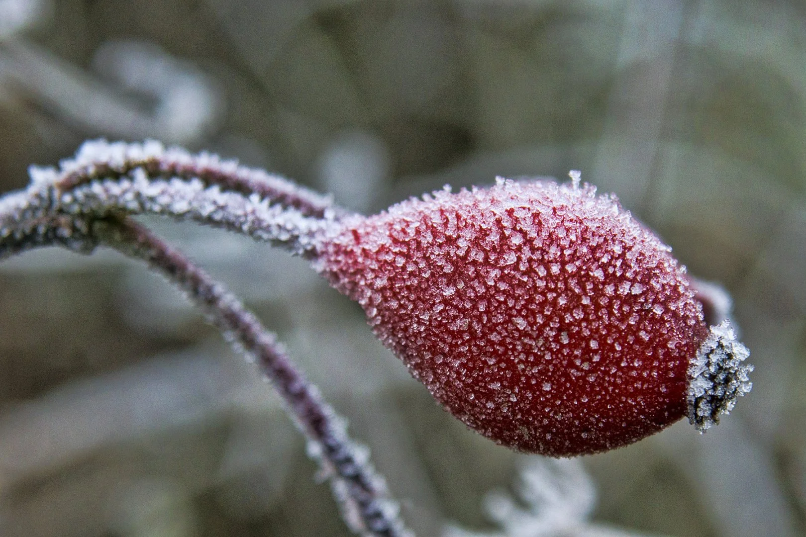 Givre-matinal.jpg