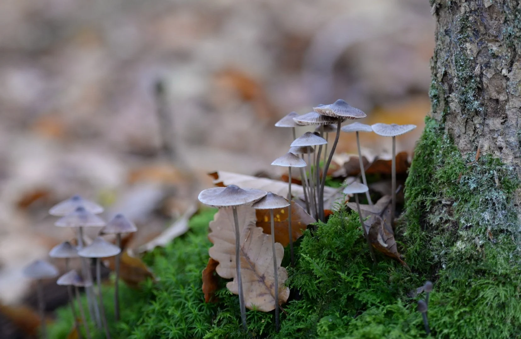DSC_1685-r.jpg