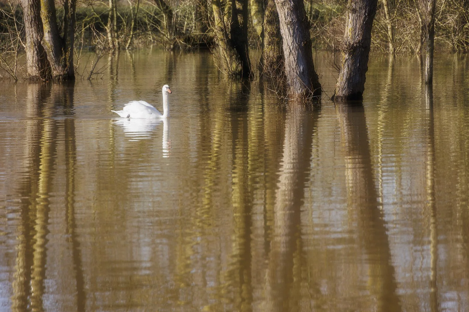Inondations-au-parc-Balzac-Angers.jpg