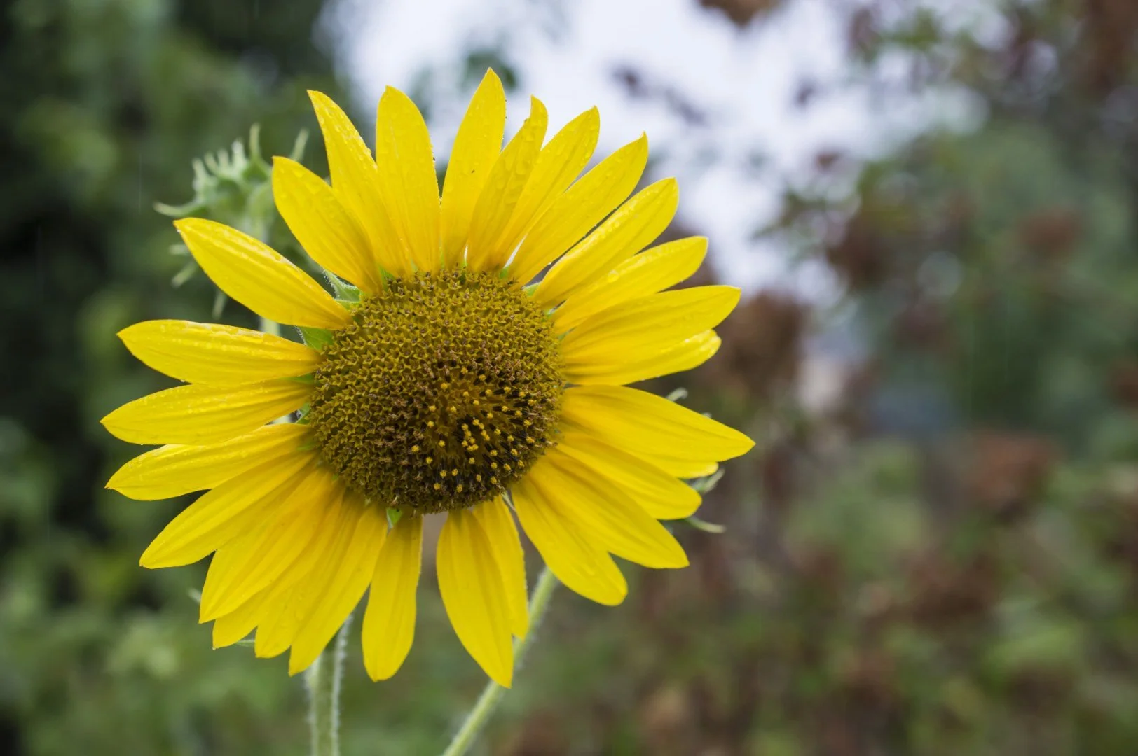 Tournesol.jpg