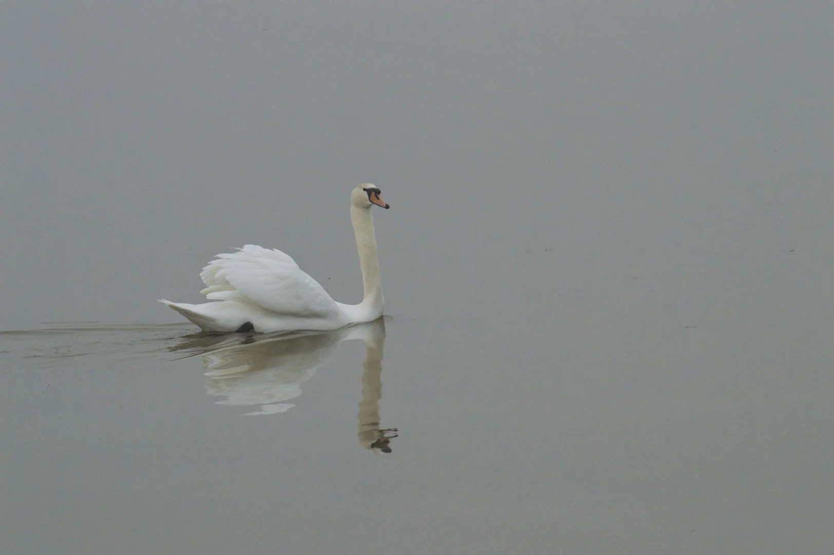 Cygne_Tubercule_Dans_La_Brume_F11_1-500sec_1600Iso_280mm.jpg