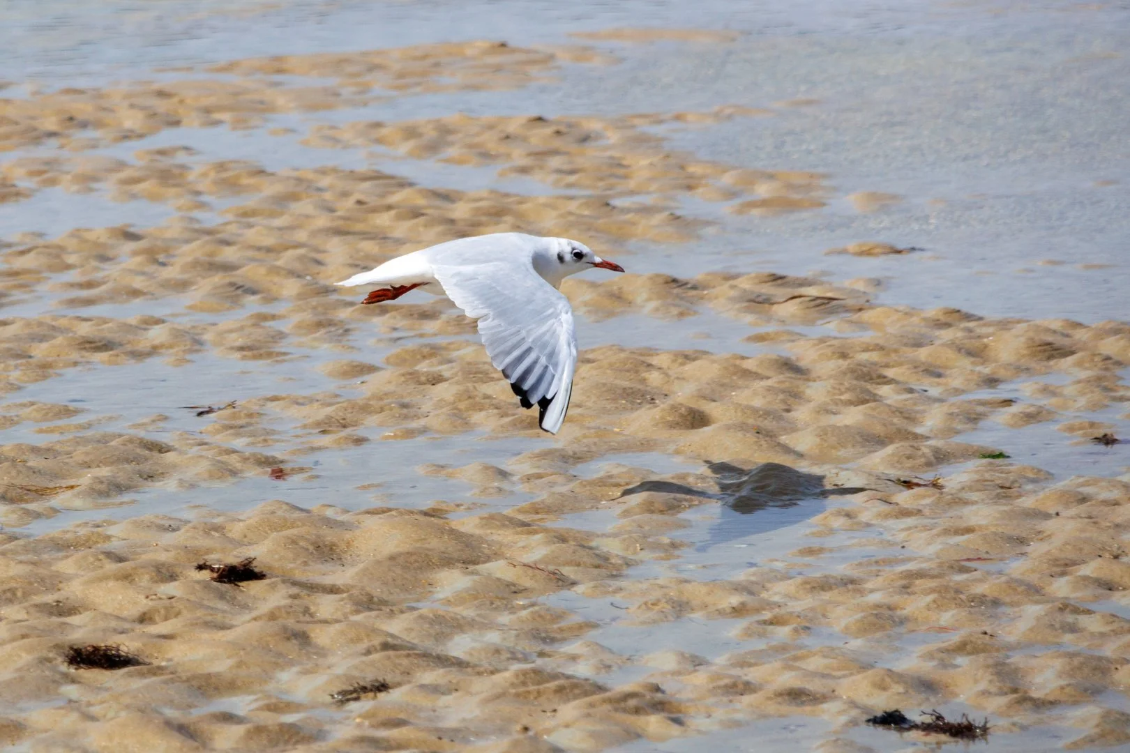 CB-0925-Mouette.jpg