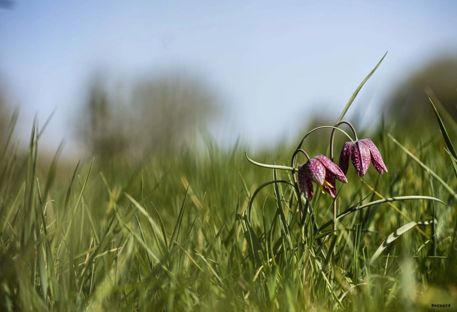 Fritillaires_avril_2021_10.jpg