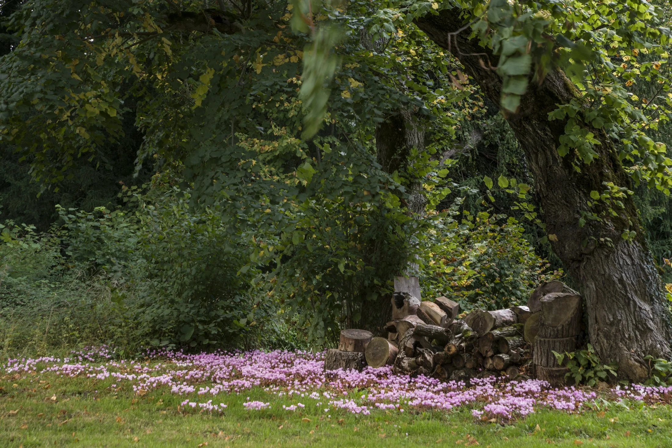 Tapis de cyclamens.jpg