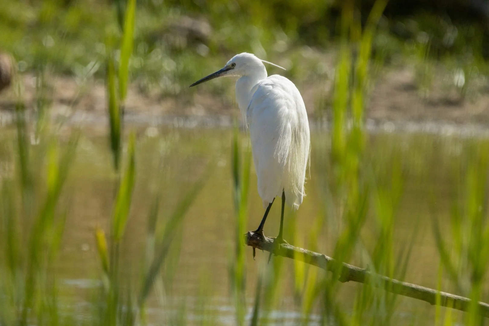 30-Aigrette-Garzette.jpg