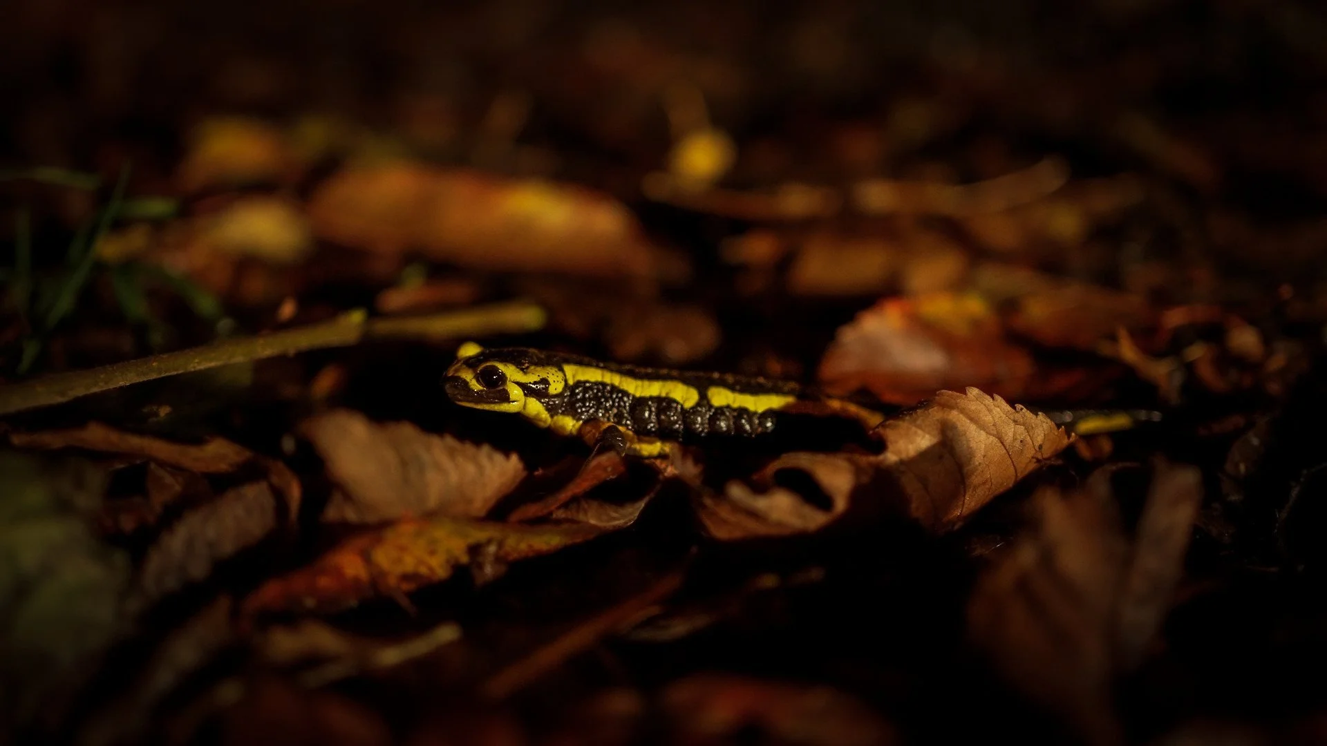 Salamandre.jpg
