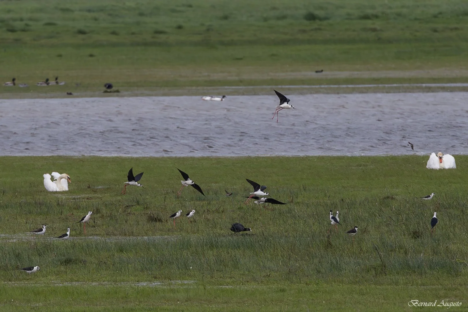 BA-15-04-25-Un-groupe-de-grandes-echasses-a-Sougeal.jpg